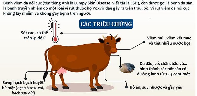 Phòng, chống dịch bệnh Lở mồm long móng gia súc và dịch bệnh Viêm da nổi cục trâu, bò trên địa bàn